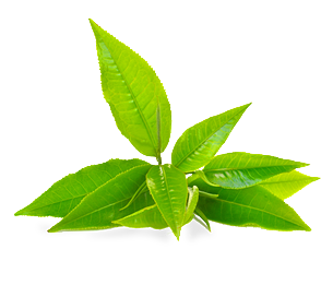 Chá Verde