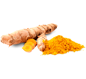 Curcuma