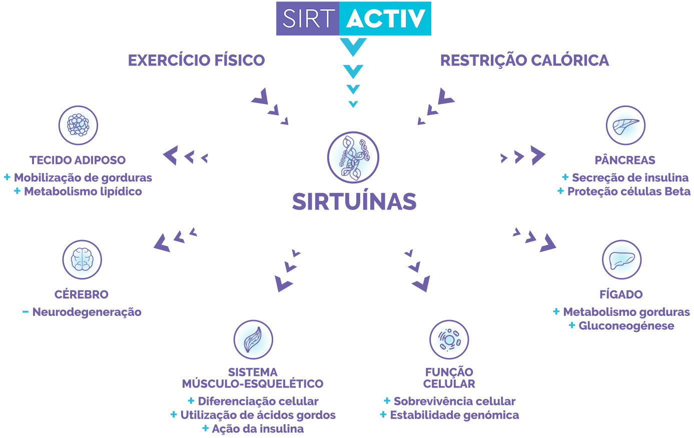 Gráfico de ativação das Sirtuínas